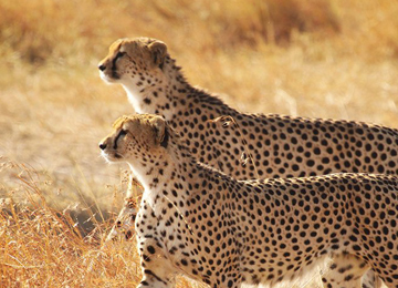 4-Day Masai Mara Safari from Nairobi | Big Five & Cultural Experience