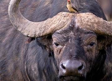 3-Day Masai Mara Safari from Nairobi | Classic Big Five Tour
