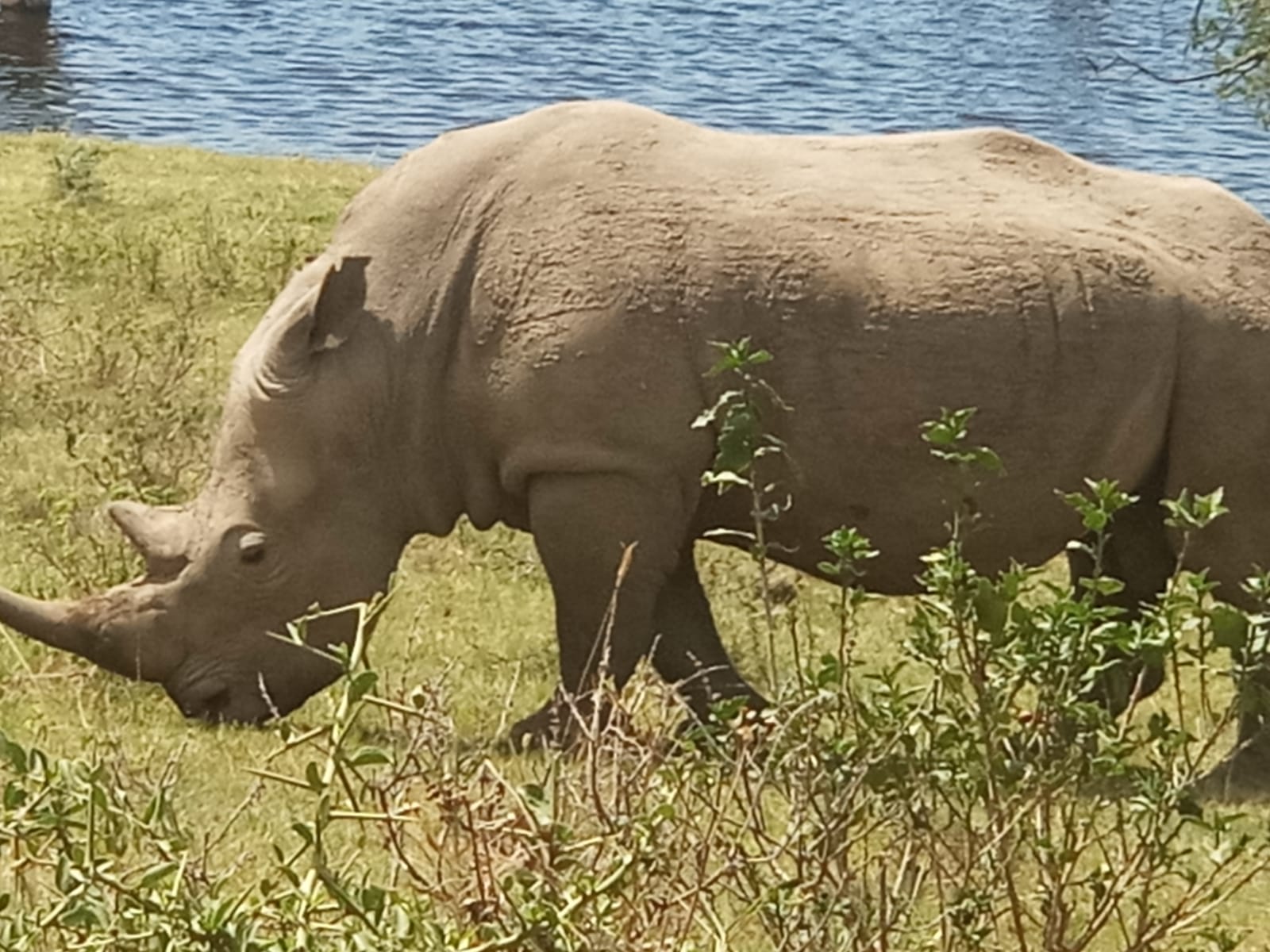 4-Day Masai Mara & Lake Nakuru Safari | Big Five & Flamingos from Nairobi