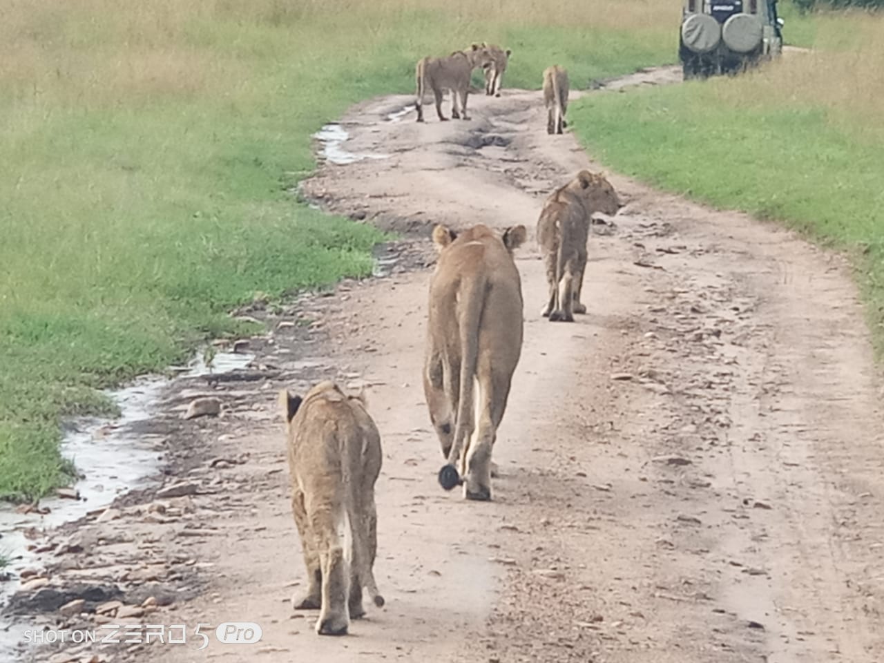 Maasai Mara National Reserve, Kenya
